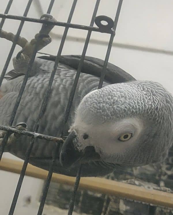 Grey Parrot Male 1