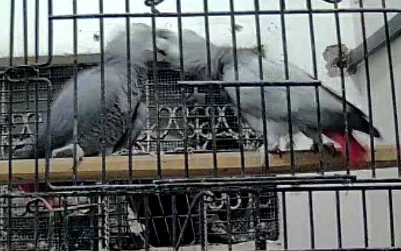 Grey Parrot Male 2