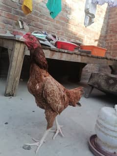 Aseel Lakhi hens (Available for sell)