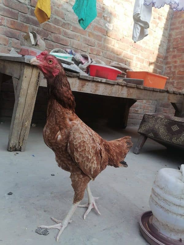 Aseel Lakhi hens (Available for sell) 0