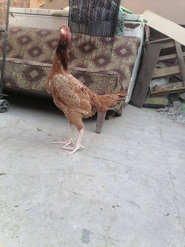 Aseel Lakhi hens (Available for sell) 1