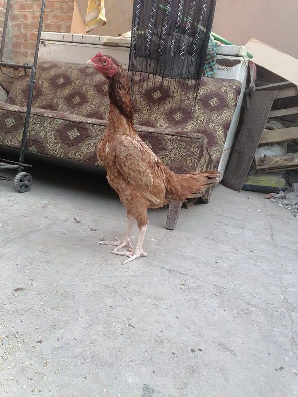 Aseel Lakhi hens (Available for sell) 2