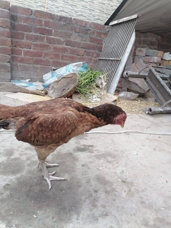 Aseel Lakhi hens (Available for sell) 10