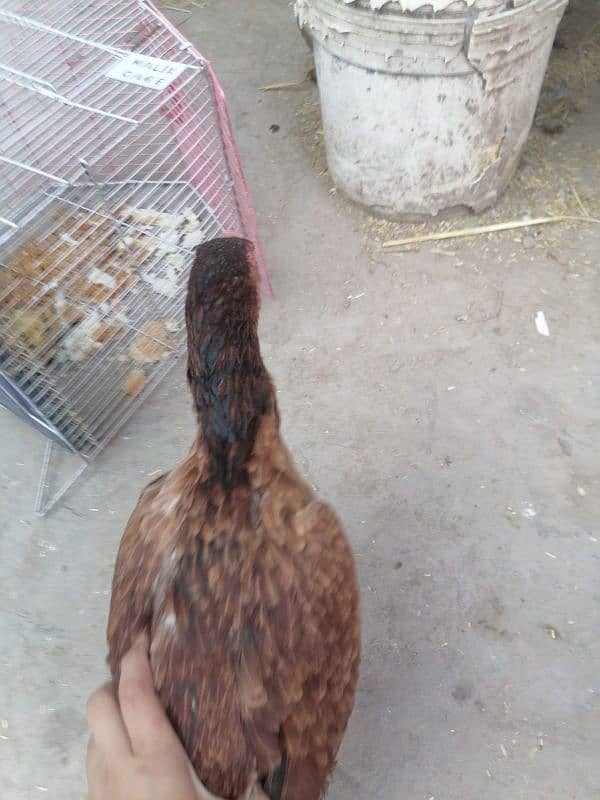 Aseel Lakhi hens (Available for sell) 11