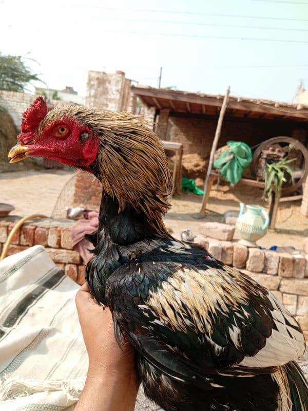 pure aseel fertile eggs urgent sale 2