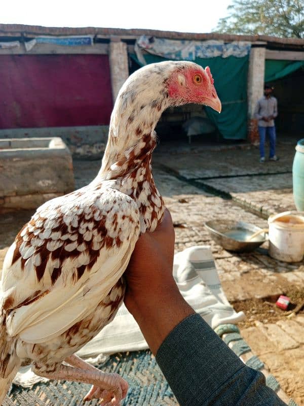 pure aseel fertile eggs urgent sale 3