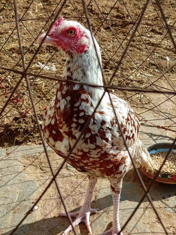 pure aseel fertile eggs urgent sale 4