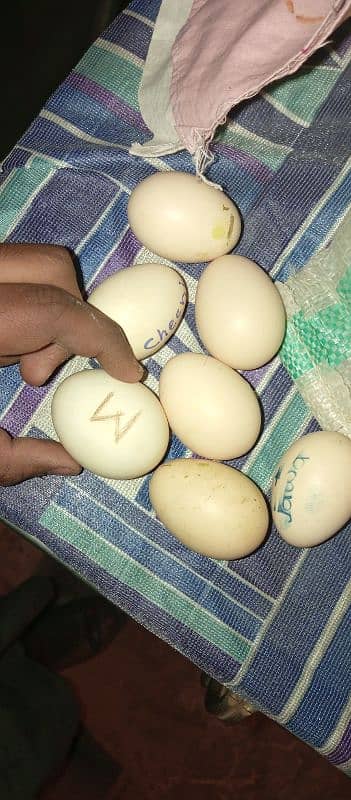 pure aseel fertile eggs urgent sale 8