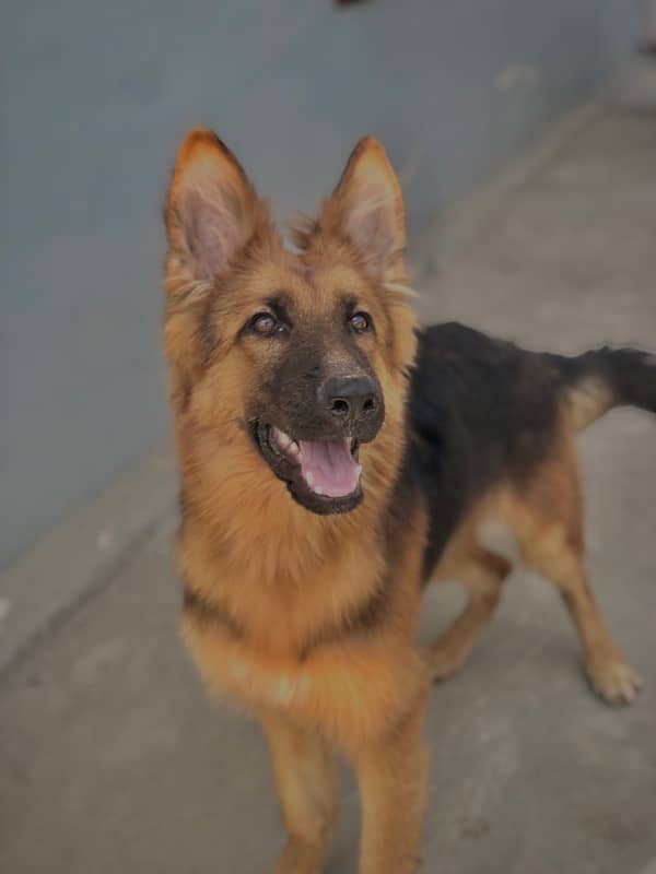 long coat pedigree important german shepherd 2