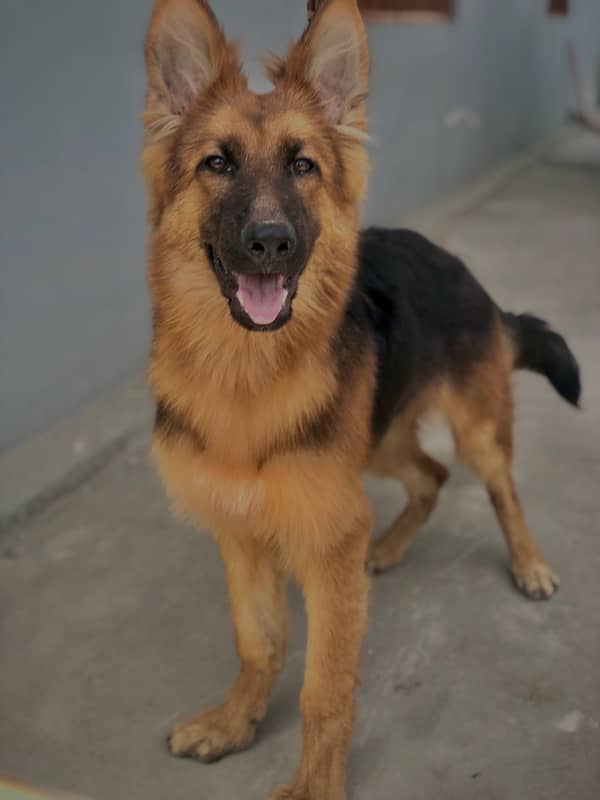 long coat pedigree important german shepherd 3