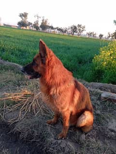 German shepherd dog male