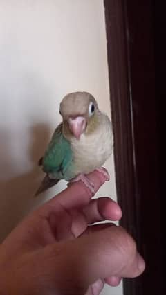 Blue conure baby/chiks parrot