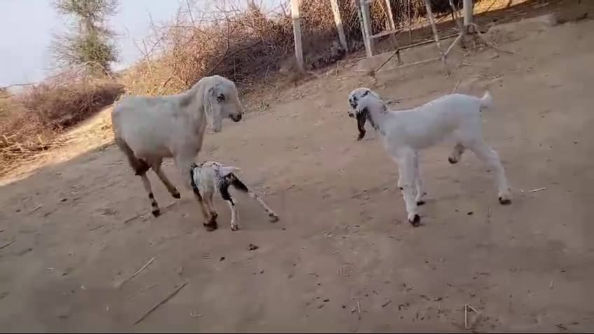 White Makha Cheeni  BAKRI Goat with Newly Born 2x  Kids for Sale 0