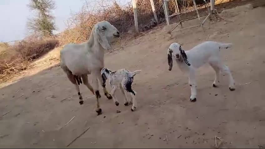 White Makha Cheeni  BAKRI Goat with Newly Born 2x  Kids for Sale 1