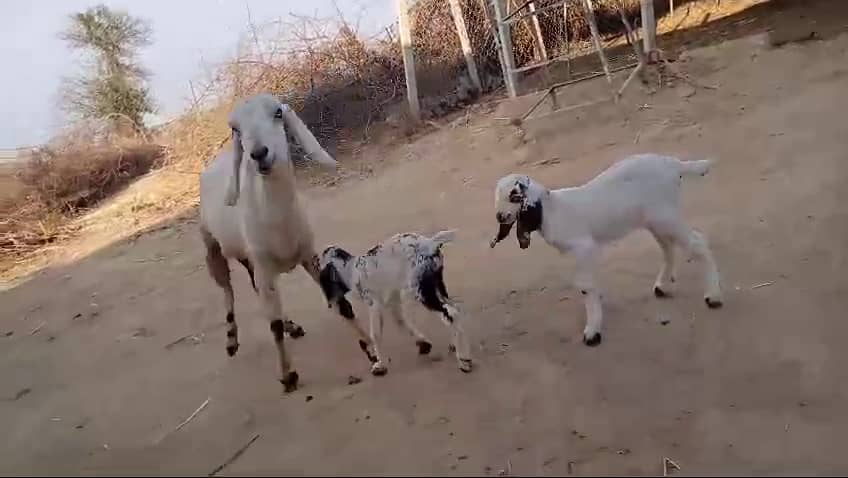 White Makha Cheeni  BAKRI Goat with Newly Born 2x  Kids for Sale 2