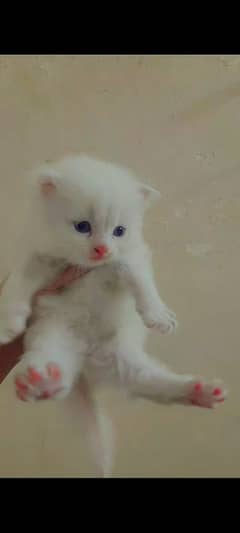 Persion kitten available for sale. Whatsapp 03056270596.