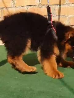 German shepherd Long Coat Male & Female  For Sale 03287625932WhatsApp