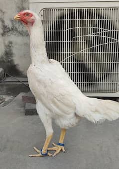 Quality White O Shamo Pathi Ready To Egg Laying