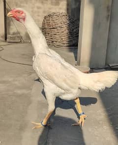 Quality White O Shamo Pathi Ready To Egg Laying