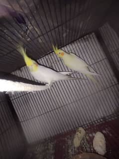 cocktail pair for sale male is common white red eyes tame and female