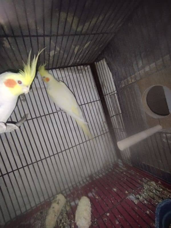 cocktail pair for sale male is common white red eyes tame and female 1