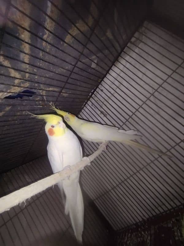 cocktail pair for sale male is common white red eyes tame and female 2