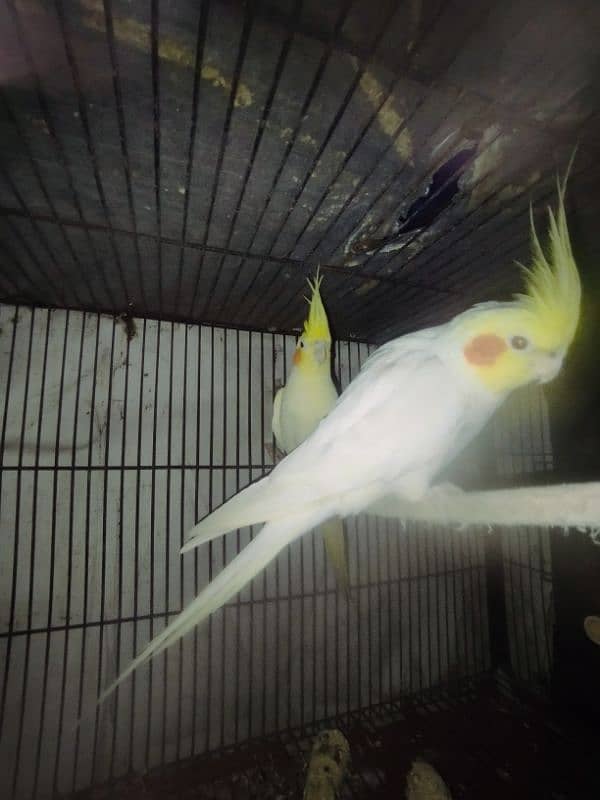 cocktail pair for sale male is common white red eyes tame and female 3