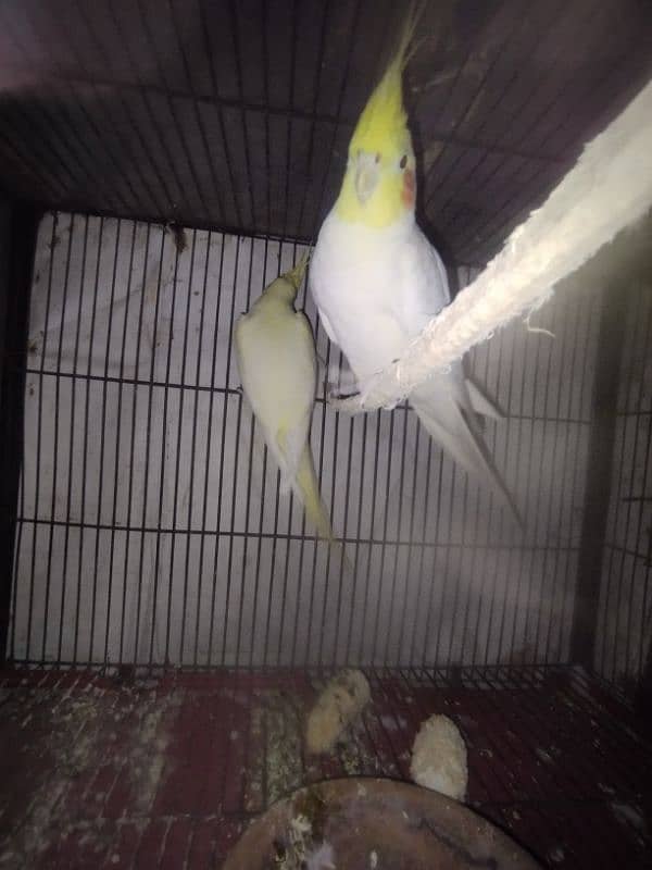 cocktail pair for sale male is common white red eyes tame and female 4