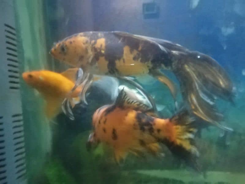 koi fish pair 2