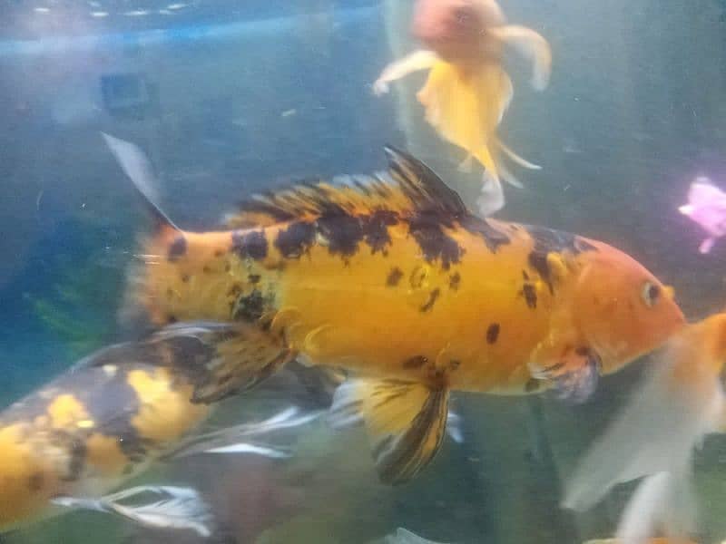 koi fish pair 3