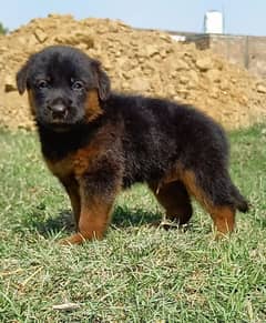 black German Shepherd long coa / puppy / GSD pup  /German Shepherd Dog