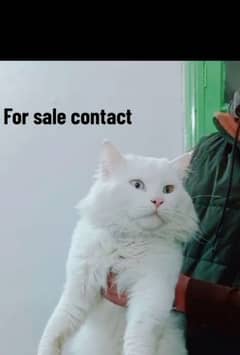 Cat for sale