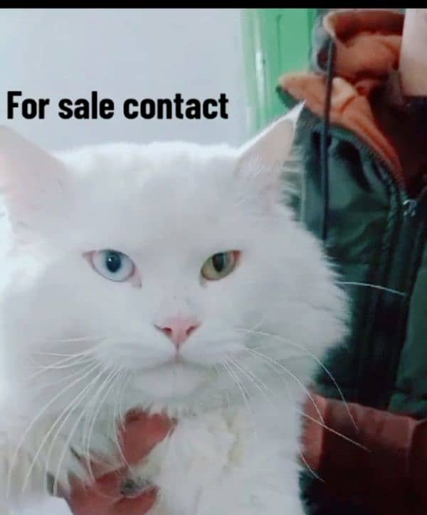 Cat for sale 1