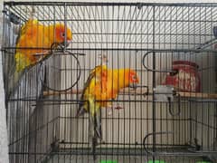 Sunconure