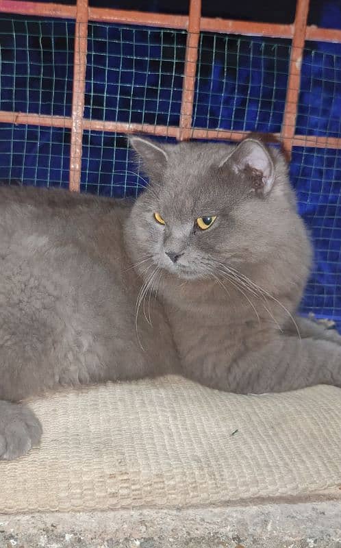 triple coat Persian male cat 8 month age 3