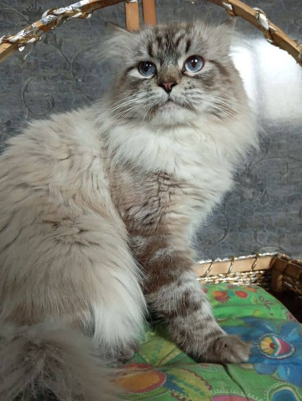 Beautiful Home Kept Persian Cats 0