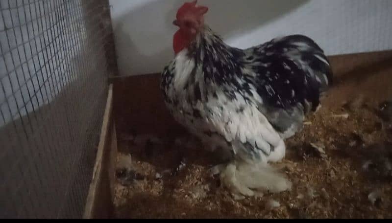 Mottled Porcelain Cochin Bantam male Fancy desi silki Polish 1