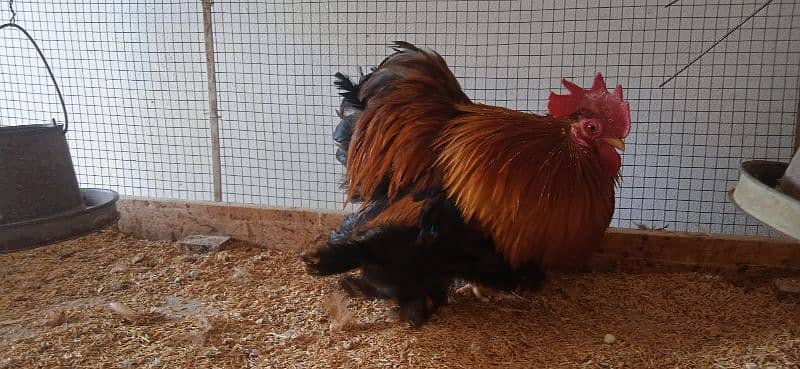 Mottled Porcelain Cochin Bantam male Fancy desi silki Polish 2