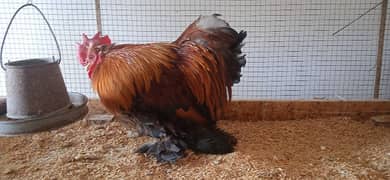 Mottled Porcelain Cochin Bantam male Fancy desi silki Polish