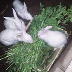 3 monts rabbit babyes age 2 male and 2 female