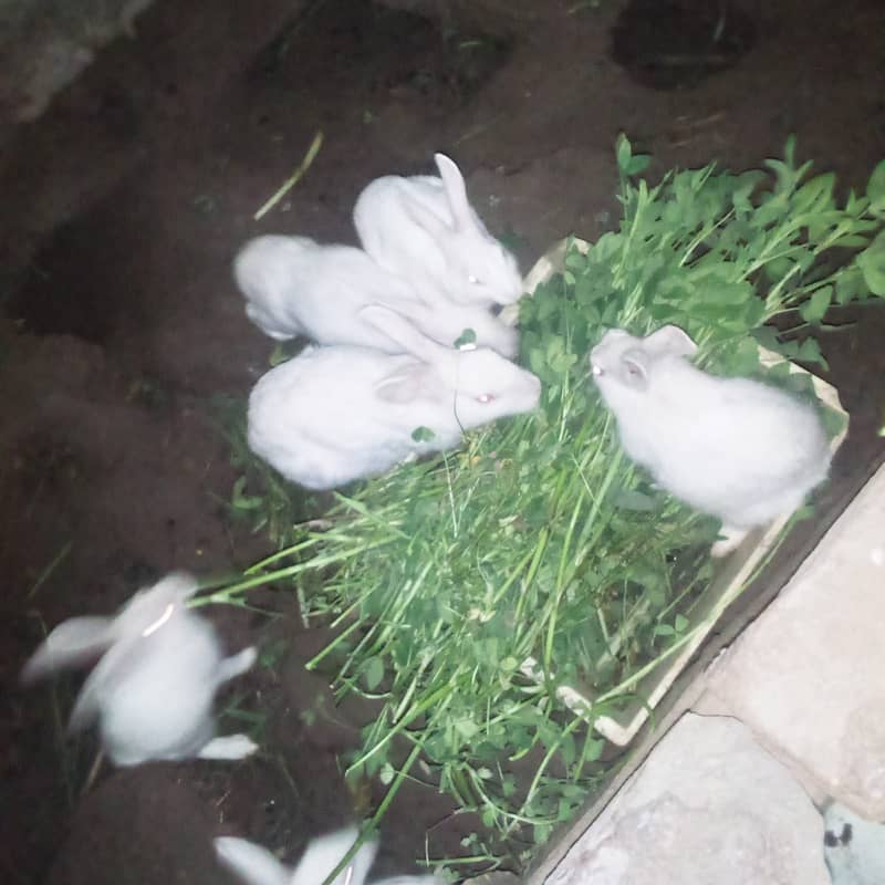 3 monts rabbit babyes age 2 male and 2 female 1