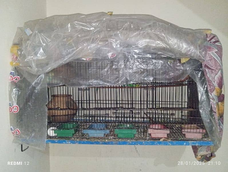 Australian parrots , budgies full  setup 1