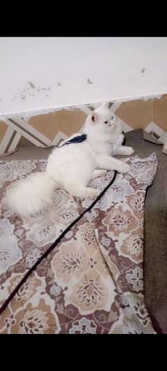 Persian male cat for sell