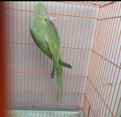 raw parrot for sale my WhatsApp number 03267483108