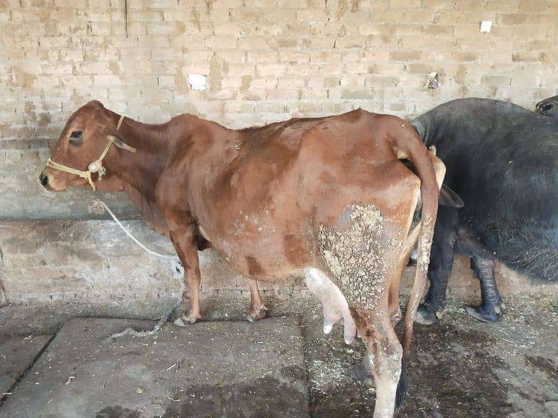 sahiwal cow 0