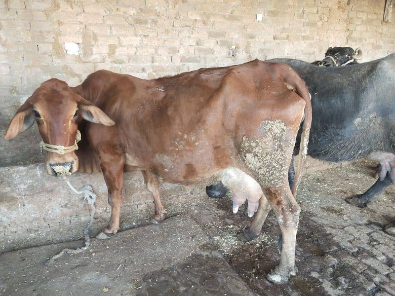 sahiwal cow 1