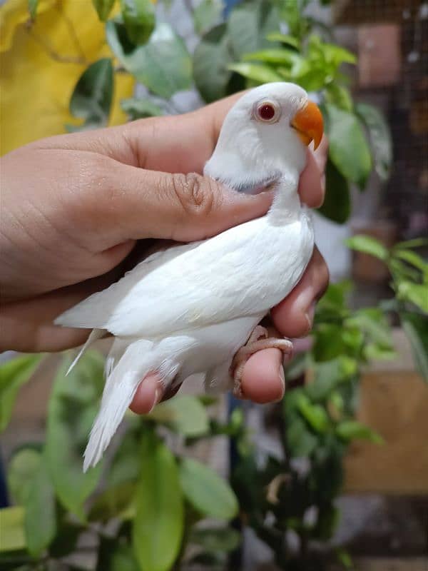 All Kind Of Parrots Available 0