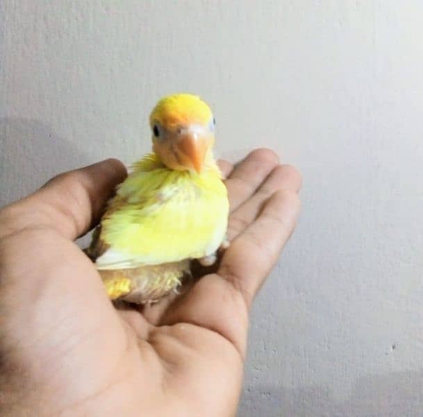 All Kind Of Parrots Available 1