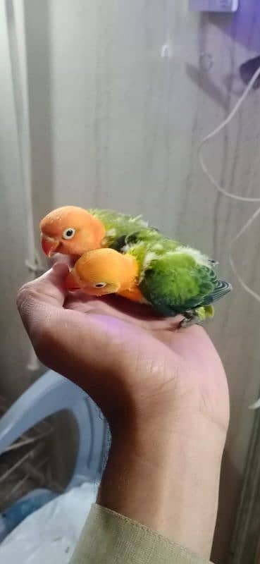 All Kind Of Parrots Available 2