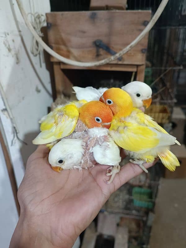 All Kind Of Parrots Available 3